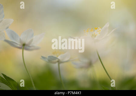 Close-up of wood Anemone nemorosa, anémones, scène de printemps Banque D'Images