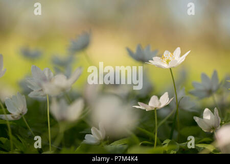 Close-up of wood Anemone nemorosa, anémones, scène de printemps Banque D'Images