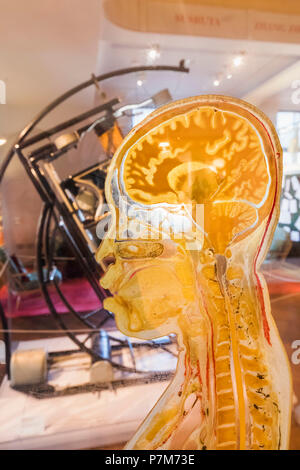 L'Angleterre, Londres, The Wellcome Collection, la salle de lecture, pièce de coupe latérale du corps de tissu humain et de verre par Gunther Von Hagens 2000 Banque D'Images