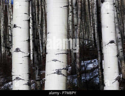 Aspen Grove près de Aspen, Colorado, USA Banque D'Images