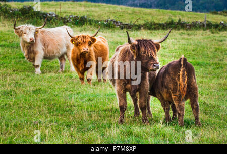 Highland le pâturage du bétail dans les champs, les Highlands écossais, l'Ecosse Banque D'Images