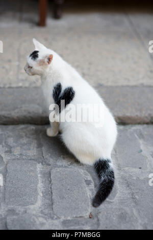 Joli Chat Noir Et Blanc Avec Nez En Forme De Coeur A La Recherche Dans L Appareil Photo Photo Stock Alamy