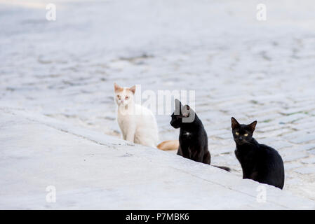 Trois chats errants affamés en attente pour l'alimentation à La Havane, Cuba. Banque D'Images