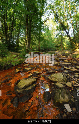 France, Morbihan, Broceliande Forêt, Trehorenteuc, le Val sans retour (Val sans retour) Banque D'Images