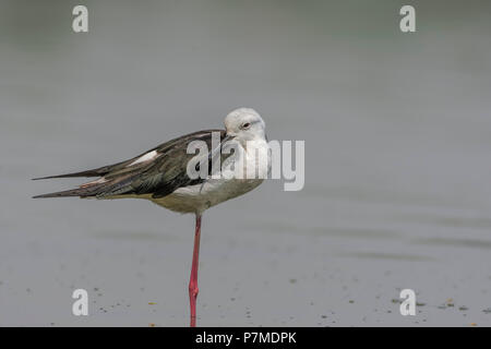 Homme Black-Winged Stilt (Himantopus himantopus). Banque D'Images