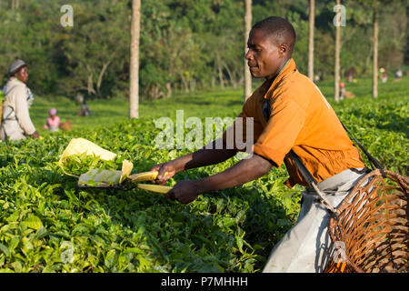 La récolte du thé, l'homme de l'Ouganda dans la région de plateau récoltes Ankole, Ouganda Banque D'Images