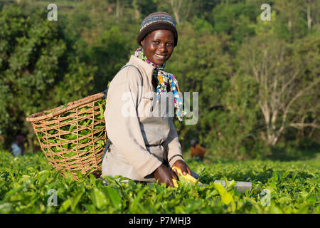 La récolte du thé, thé, récoltes ougandaise ramasser les feuilles de thé dans la région de l'Ankole, Ouganda Banque D'Images