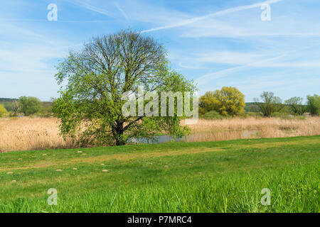 Le Brandebourg, l'Oderbruch, Oder, nature reserve Banque D'Images