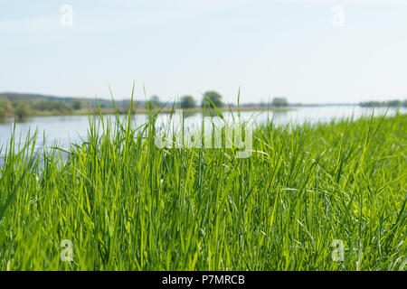 Le Brandebourg, de l'Oder, paysage, prairie Banque D'Images