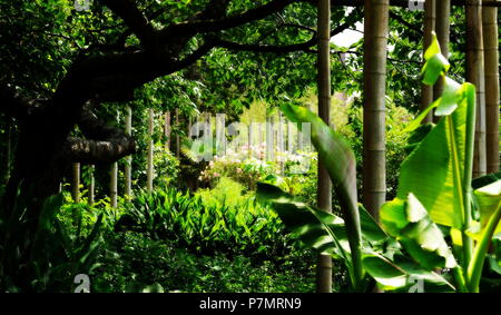 Jardin Botanique Hortus Botanicus Leiden aux Pays-Bas Banque D'Images