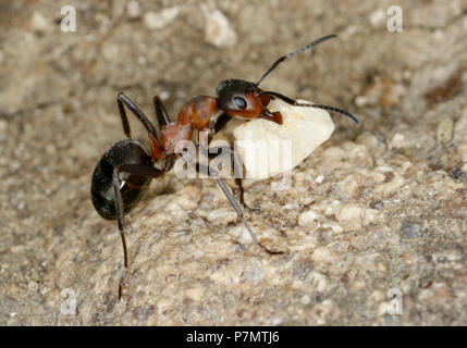 Ant travailleur européen de Bois Rouge (fourmis Formica polyctena) déplacer la pierre à fourmilière Banque D'Images