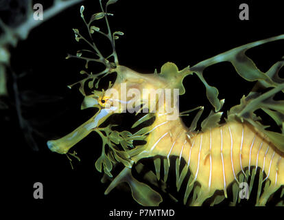 Portrait de Seadragon (Phycodorus eques) Banque D'Images