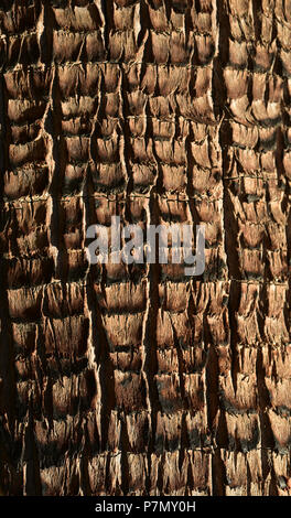 Close up detail de l'écorce du tronc de palmier tropical texture pattern Banque D'Images