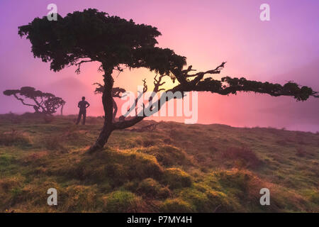 Un homme admire la vue. Açores Juniper tree Lagoa do Capitao contre nuages près du mont Pico, Sao Roque do Pico, l'île de Pico, Açores, Portugal Banque D'Images
