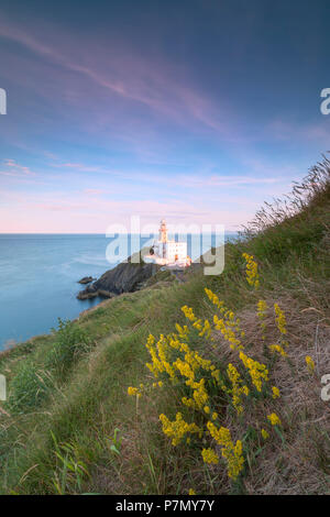 Fleurs sauvages avec Baily Lighthouse en arrière-plan, Howth, comté de Dublin, Irlande Banque D'Images