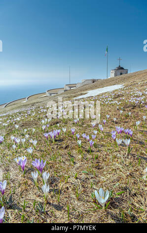 Le Monte Grappa, province de Vicenza, Vénétie, Italie, Europe, le crocus fleurissent au sommet du Monte Grappa, où il y a un monument militaire. Banque D'Images