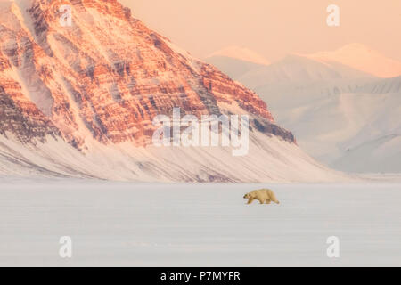 L'ours blanc, Ursus maritimus, dans Billefjorden, près de Pyramiden, dans l'ouest de l'île de Spitsbergen, Svalbard. Banque D'Images