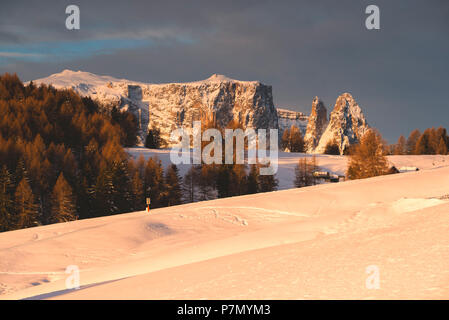 Alpe di Siusi / Seiser Alm, Dolomites, Tyrol du Sud, Italie, le lever du soleil sur l'Alpe di Siusi / Seiser Alm aux pics de Sassolungo et Sassopiatto Langkofel / / Plattkofel, Banque D'Images