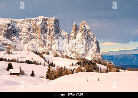 Alpe di Siusi / Seiser Alm, Dolomites, Tyrol du Sud, Italie, le lever du soleil sur l'Alpe di Siusi / Seiser Alm aux pics de Sassolungo et Sassopiatto Langkofel / / Plattkofel, Banque D'Images