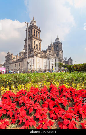 Cathédrale métropolitaine dans le temps de Noël, constitution, Mexico, Mexique, Banque D'Images