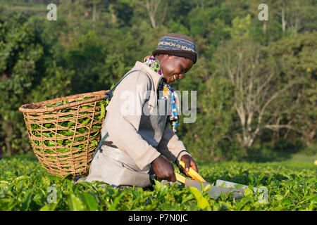 La récolte du thé, thé, récoltes ougandaise ramasser les feuilles de thé dans la région de l'Ankole, Ouganda Banque D'Images