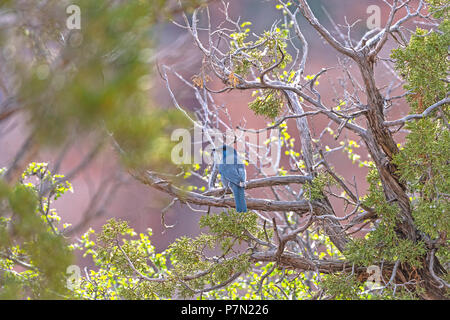 Pinyon Jay dans un désert, Canyon du Colorado National Monument au Colorado Banque D'Images