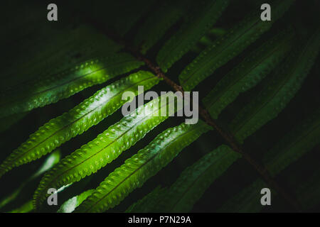 Soleil sur l'épée (Nephrolepis exaltata fern)dans le jardin. Banque D'Images