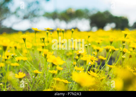 Dahlberg daisy fleur jaune qui fleurit dans le jardin Banque D'Images