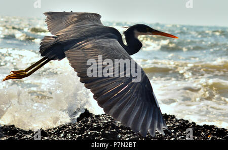Egretta gularis connu sous le nom de Western Reef Egret, Morph noir voler aux côtés d'une plage à la recherche de sa proie Banque D'Images