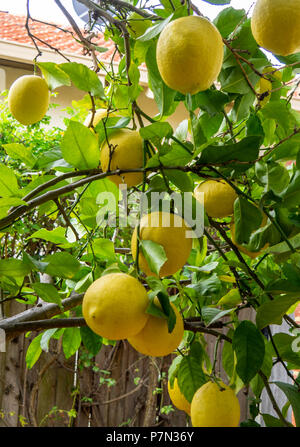 Citrons poussant sur un citronnier. Banque D'Images