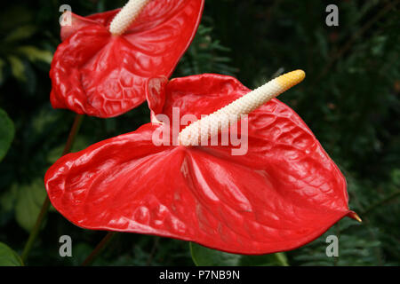 Fleur d'Anthurium rouge, également connu sous le nom de langue, peint fleur Flamingo Flamingo (Lily) ou la queue fleur. Banque D'Images