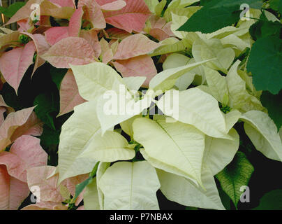 GROS PLAN DE BRACTÉES ROSES ET BLANCHES DE POINSETTIA PLANTS, EUPHORBIA PULCHERRIMA. AUSTRALIE. Banque D'Images