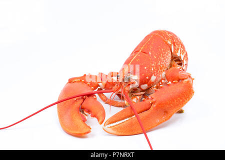 Un homard cuit, bouilli, Homarus gammarus, à partir de la Manche qui a été pris dans un pot. Photographié sur un fond blanc. Dorset Englan Banque D'Images
