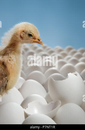 Un poulet jaune niché sur de nombreux oeufs de poule-photo horizontale, Banque D'Images