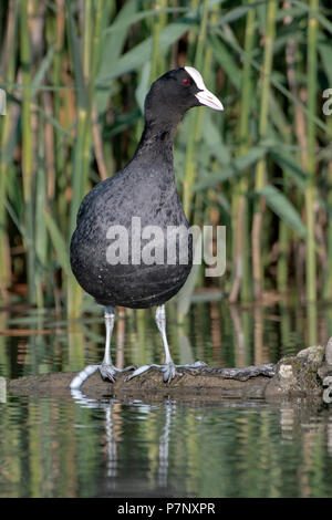 La Foulque macroule (Fulica atra) debout sur un bois flottant dans l'eau, le lac de Constance, Vorarlberg, Autriche Banque D'Images