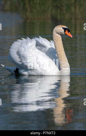 Mute swan (Cygnus olor), homme natation dans l'eau, le lac de Constance, Vorarlberg, Autriche Banque D'Images