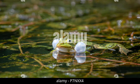 La grenouille verte (Rana esculenta) avec un son gonflé bulles dans l'eau, Burgenland, Autriche Banque D'Images