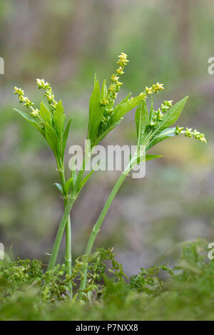 Le mercure du chien (Mercurialis perennis), Tyrol, Autriche Banque D'Images