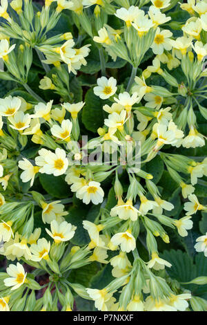 Vrai oxlip (Primula elatior), plusieurs fleurs, Tyrol, Autriche Banque D'Images