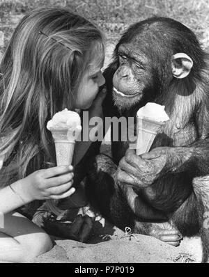 Les chimpanzés et les filles de manger de la crème glacée, Angleterre, Grande-Bretagne Banque D'Images