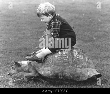 Garçon et un chien jouant avec une tortue shell, Angleterre, Grande-Bretagne Banque D'Images