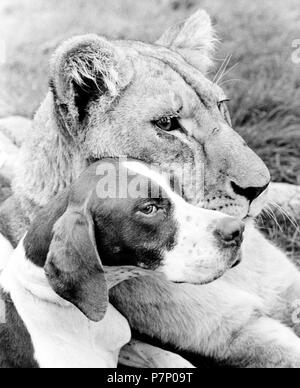 Le chien et le Lion de câlins, Angleterre, Grande-Bretagne Banque D'Images