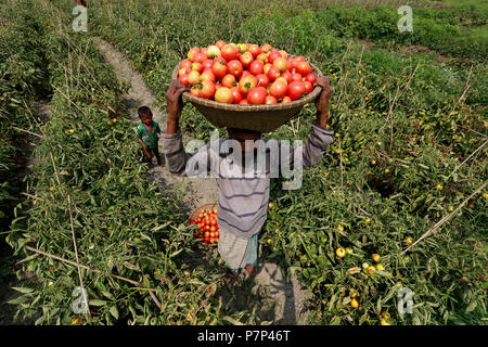 Dhaka, Bangladesh - 05 Avril 2018 : agriculteurs du Bangladesh portent sur leur tête le panier de tomates à un champ à Dhaka, Bangladesh. Banque D'Images