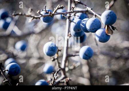 Frutos arbustivos, Sierra de Guara, Sobrarbe, Provincia de Huesca, Comunidad Autónoma de Aragón, cordillera de los Pirineos, Espagne, Europe. Banque D'Images