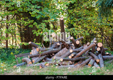 Pile d'essence dans une forêt de bois de hêtre Banque D'Images