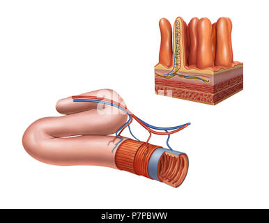 Anatomie de l'intestin grêle. Illustration numérique. Banque D'Images