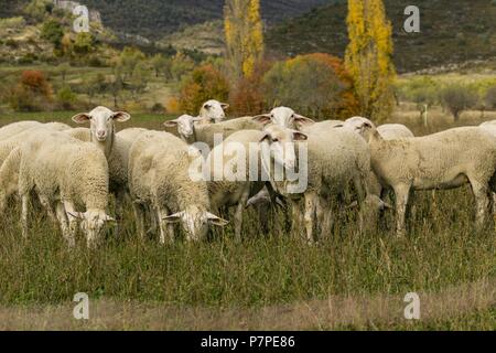 Rebaño de ovejas, Santa María de la Nuez , municipio de Bárcabo, Sobrarbe, Provincia de Huesca, Comunidad Autónoma de Aragón, cordillera de los Pirineos, Espagne, Europe. Banque D'Images