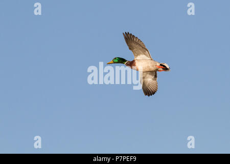 Un mallard drake à la recherche d'une place à la terre. Banque D'Images