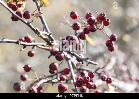 Frutos arbustivos, Sierra de Guara, Sobrarbe, Provincia de Huesca, Comunidad Autónoma de Aragón, cordillera de los Pirineos, Espagne, Europe. Banque D'Images