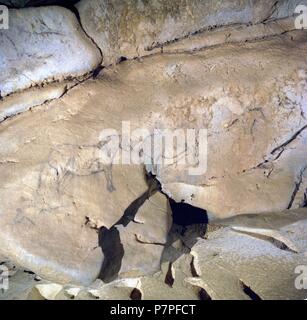 CUEVA DE EKAIN. GALERIA DE ZALDEI O DE LOS CABALLOS : VARIAS PINTURAS DE CABALLOS Y décrire. DEVA, GUIPUZCOA, PAYS BASQUE, ESPAGNE. Banque D'Images